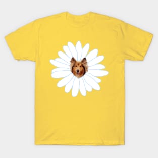 Collie Flower Daisy Dog T-Shirt